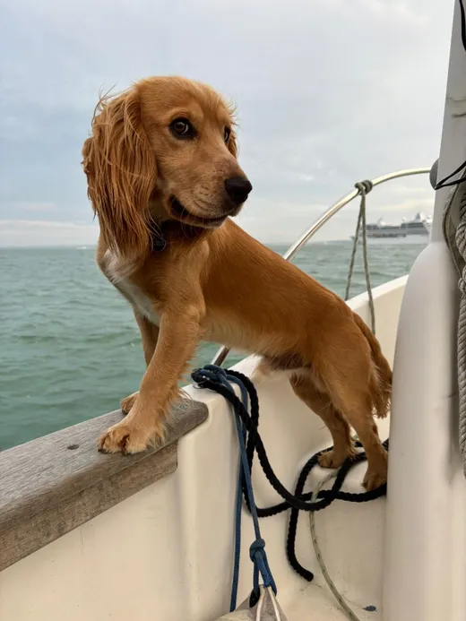 Wisp, a red cocker spaniel, standing on the bow of a boat at sea